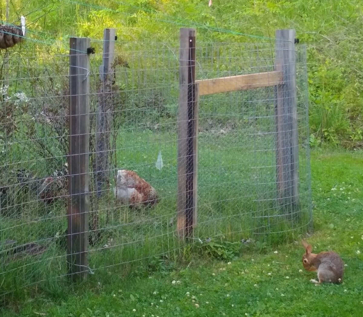 Image of two chickens on one side of a fence and a wild rabbit cleaning its face on the other.